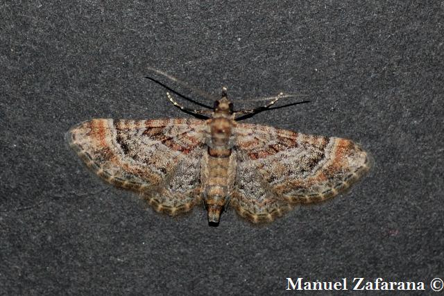 Eupithecia gemellata?